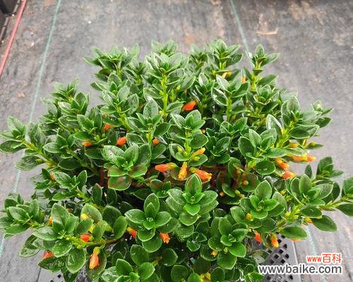 金鱼吊兰的美丽与繁荣 金鱼吊兰的寓意和象征风水