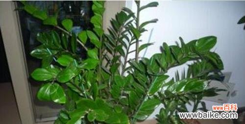 探寻财富与幸福的根源 金钱树的意义与寓意