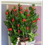 探寻财富与幸福的根源 金钱树的意义与寓意