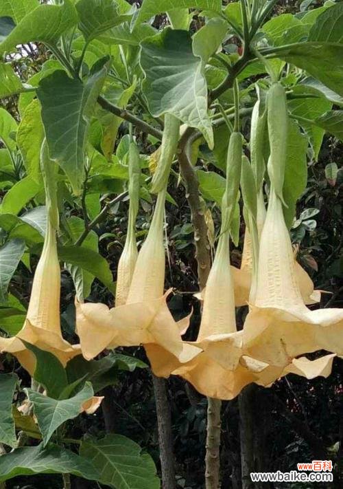 金色曼陀罗花 金色曼陀罗花