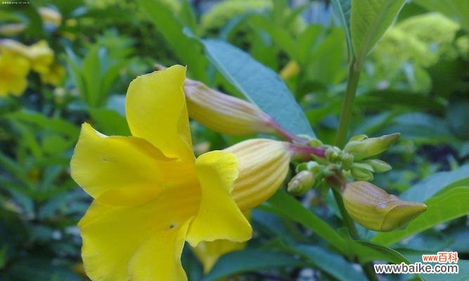 曼陀罗的花语是什么 金色曼陀罗花语与传说