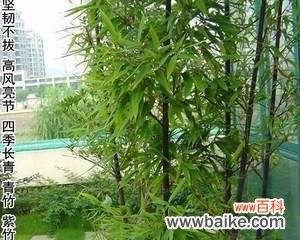 揭示金镶玉竹子的深刻内涵与文化传承 以金镶玉竹子的寓意与象征意义