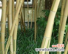 揭示金镶玉竹子的深刻内涵与文化传承 以金镶玉竹子的寓意与象征意义