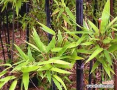 揭示金镶玉竹子的深刻内涵与文化传承 以金镶玉竹子的寓意与象征意义