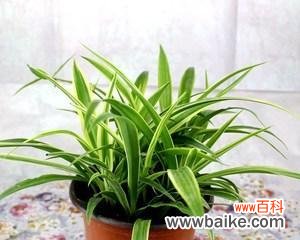 绿叶红心 金心吊兰的象征与寓意