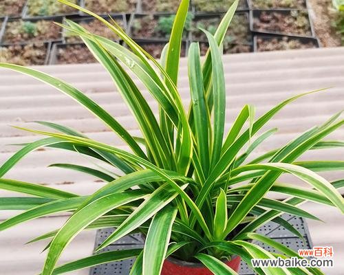 绿叶红心 金心吊兰的象征与寓意