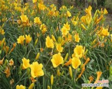 探寻金娃娃萱草的秘密 金娃娃萱草之花语解读