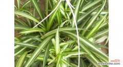 探索金心吊兰的象征意义 金心吊兰的美丽与寓意