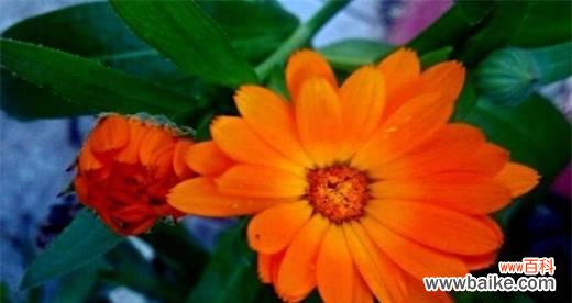 揭秘金盏花的神奇语言 金盏花的花语与寓意