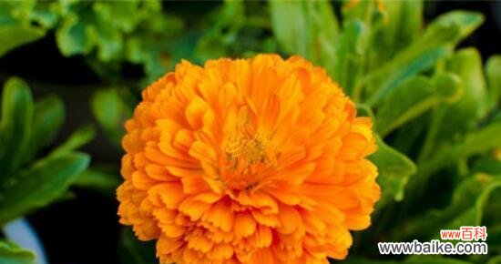 揭秘金盏花的神奇语言 金盏花的花语与寓意