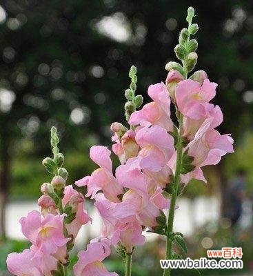 探索金鱼草的花语 金鱼草花语与其寓意