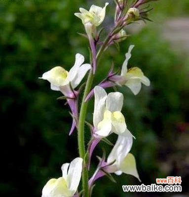 探索金鱼草的花语 金鱼草花语与其寓意