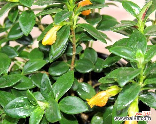 探索金鱼草的花语 金鱼草花语与其寓意