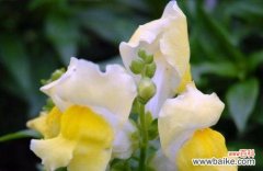 探索金鱼草花语的神秘之处 金鱼草的花语与寓意