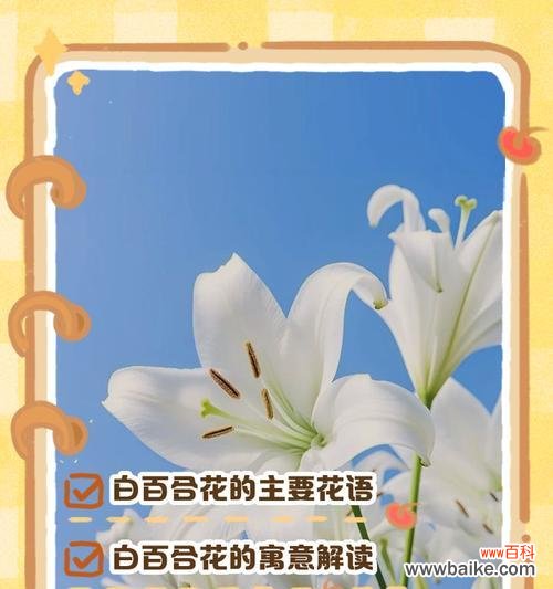 黄色与白色花朵的寓意分别是什么？