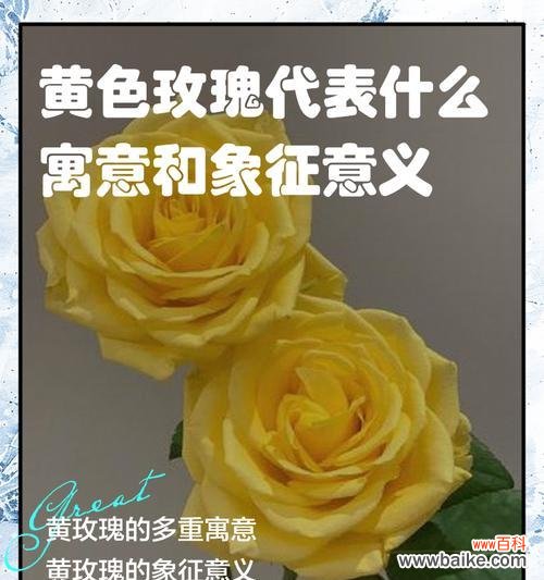 黄色与白色花朵的寓意分别是什么？