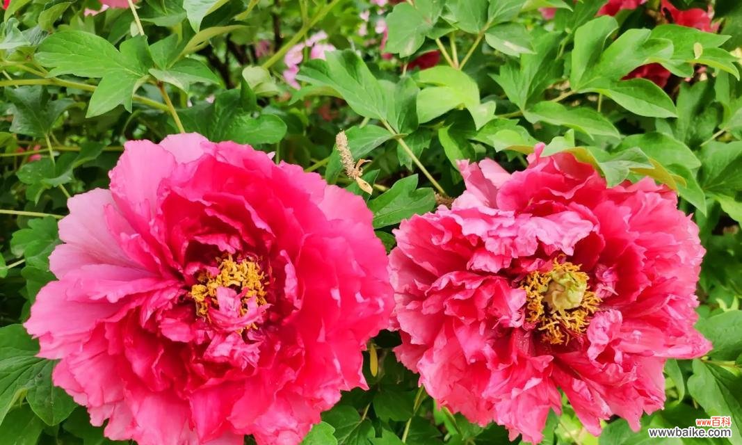 哪些花象征着富贵荣华？