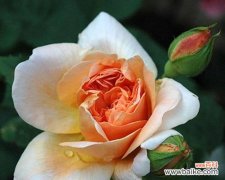 此花象征浪漫的爱情是什么？哪种花象征浪漫的爱情？