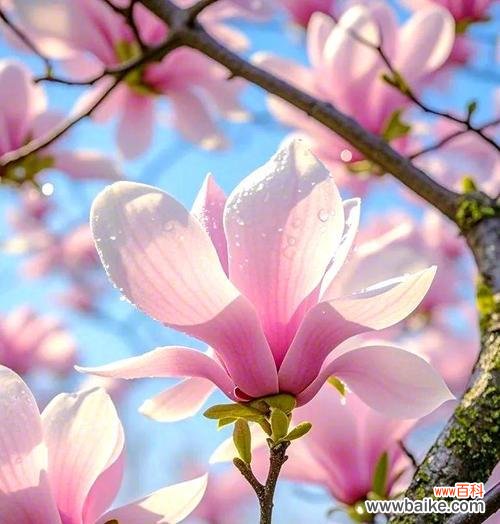 此花象征浪漫的爱情是什么？哪种花象征浪漫的爱情？