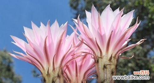 仙人掌花有哪些颜色？仙人掌花的寓意是什么？