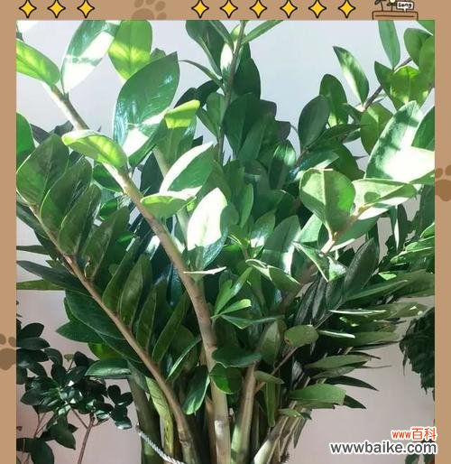 寓意富贵满堂的花有哪些?哪些花卉象征着财富和繁荣?