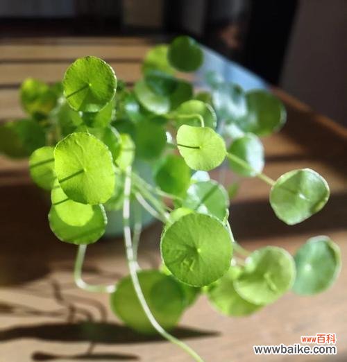 寓意富贵满堂的花有哪些?哪些花卉象征着财富和繁荣?