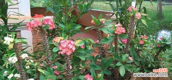 追寻虎刺梅花的力量与芳香 虎刺梅花语