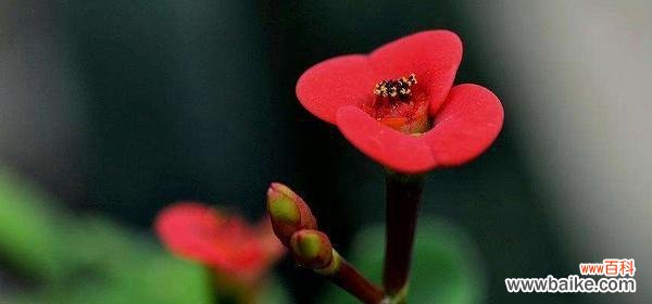 追寻虎刺梅花的力量与芳香 虎刺梅花语
