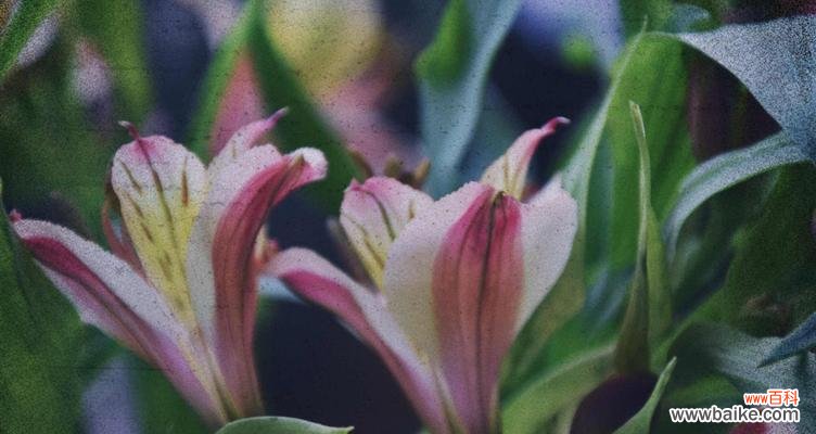 揭秘虎皮百合的花语与意义 虎皮百合花语的深意