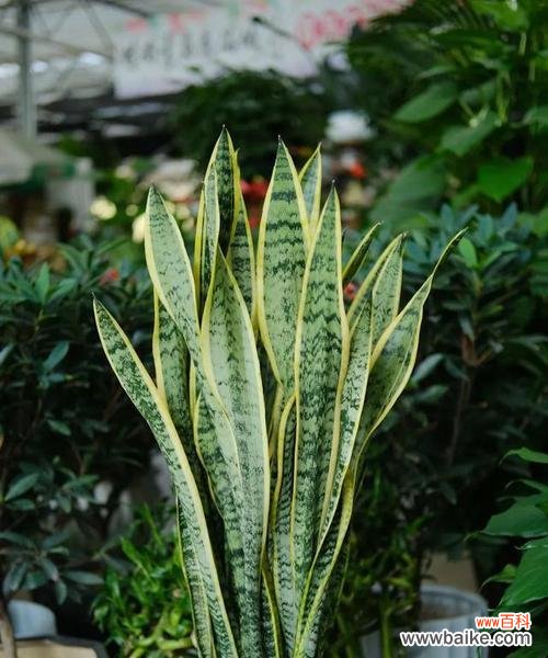 深入探讨虎皮兰的花语及寓意 虎皮兰花语与寓意解析