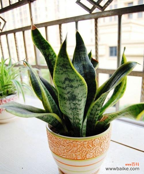 深入探讨虎皮兰的花语及寓意 虎皮兰花语与寓意解析