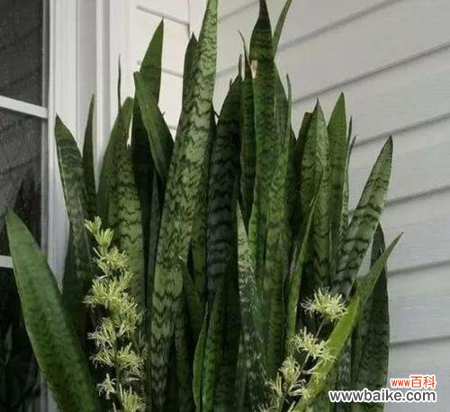 深入探讨虎皮兰的花语及寓意 虎皮兰花语与寓意解析