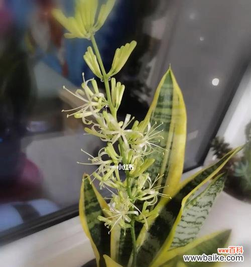 以虎皮兰开花之奇迹引发的思考与启示 虎皮兰开花的寓意——繁荣与希望