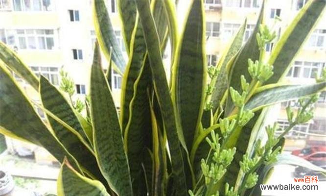 以虎皮兰开花之奇迹引发的思考与启示 虎皮兰开花的寓意——繁荣与希望