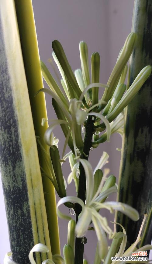 探索虎皮兰开花所蕴含的象征意义 虎皮兰盛放之寓意