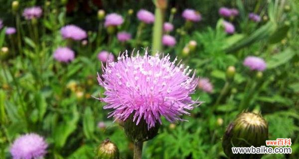 探寻虎尾草的花语 虎尾草的花语与意义