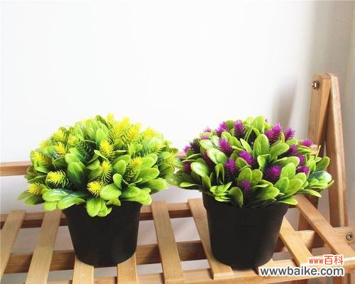 探寻虎尾草的花语 虎尾草的花语与意义