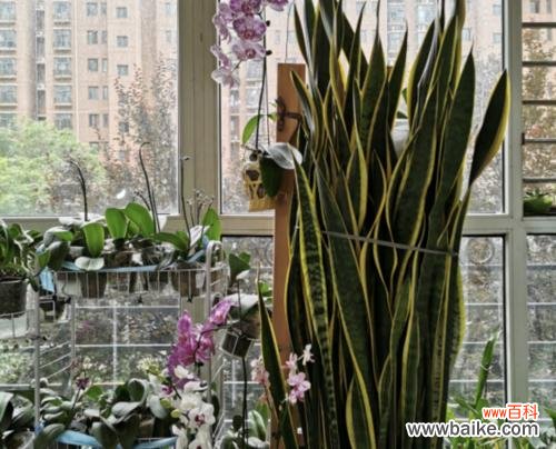 倔强坚韧 虎尾兰花语