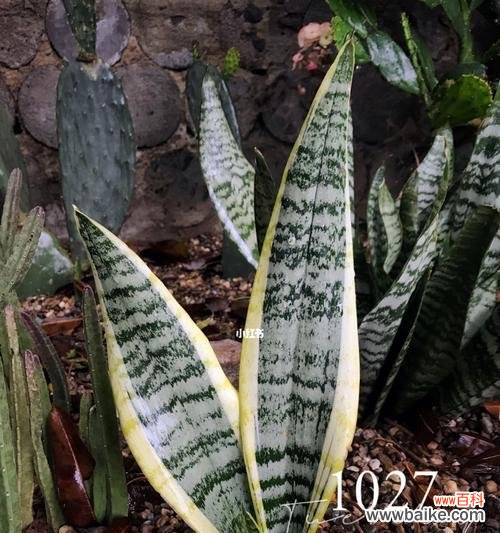 倔强坚韧 虎尾兰花语