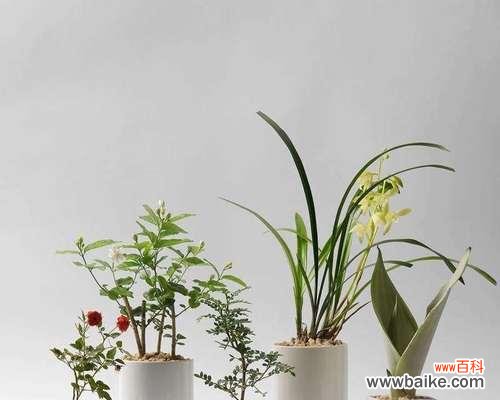 了解花卉分类有助于培养绿色生活习惯 花卉分类的意义及方法