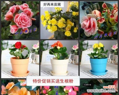 了解花卉分类有助于培养绿色生活习惯 花卉分类的意义及方法