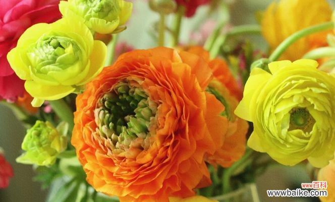 花毛茛的花语 花语之美——以花毛茛为主题的文章