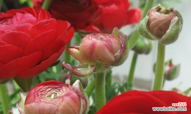 花毛茛的花语 花语之美——以花毛茛为主题的文章