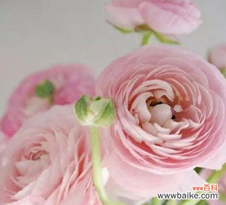 花毛茛的花语 花语之美——以花毛茛为主题的文章