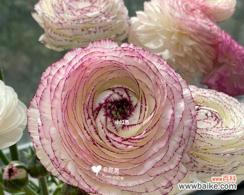 探寻不同颜色花毛茛的含义 花语奇妙的毛茛花