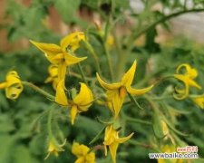 揭开花芽分化的代表意思 探索植物花芽分化的奥秘