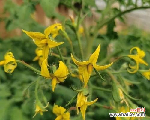 揭开花芽分化的代表意思 探索植物花芽分化的奥秘