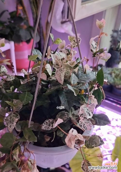 探寻花叶络石的象征意义 以花叶络石的寓意