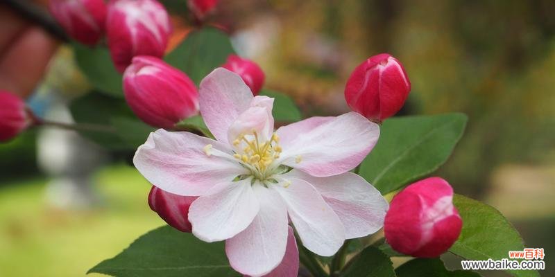 暗夜花开 花间虐心，花语比较虐心的花