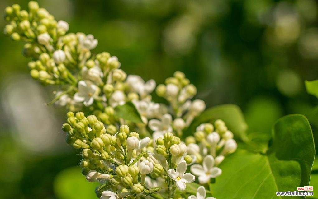 探寻花叶丁香的花语之美 花语之魅——以花叶丁香的花语为主题的探索